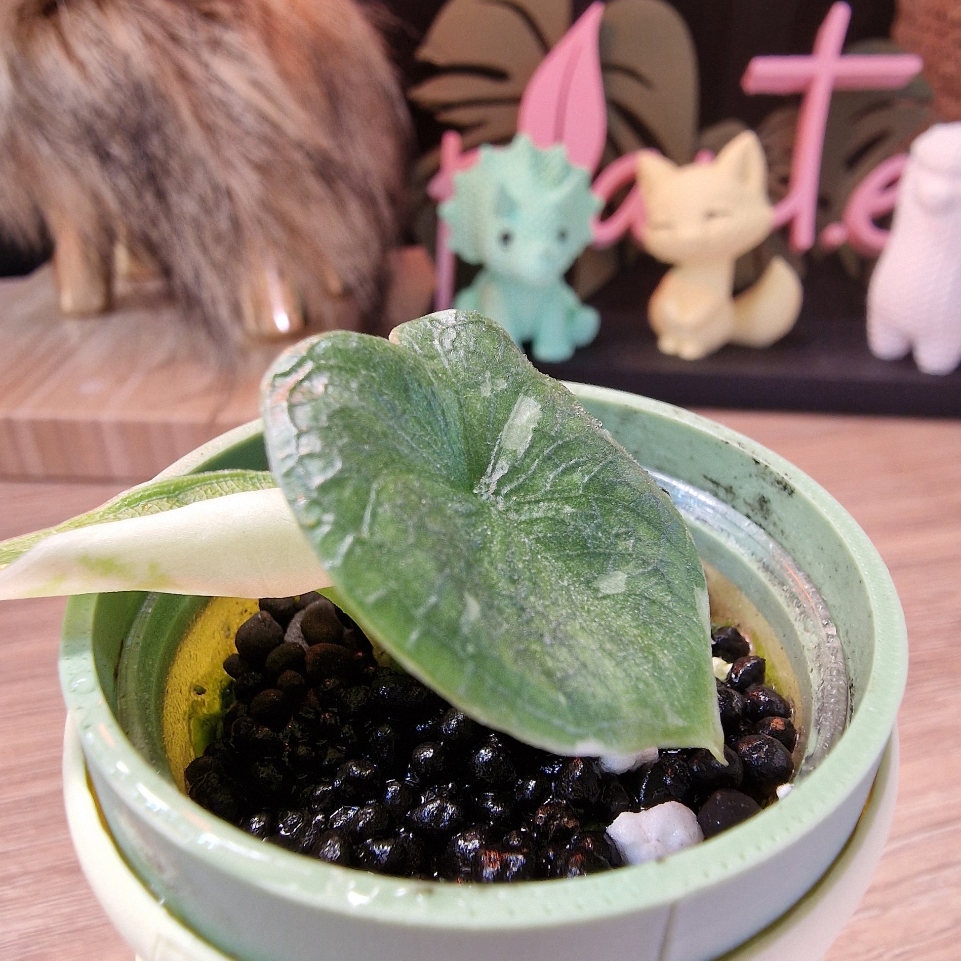 Alocasia Melo albo