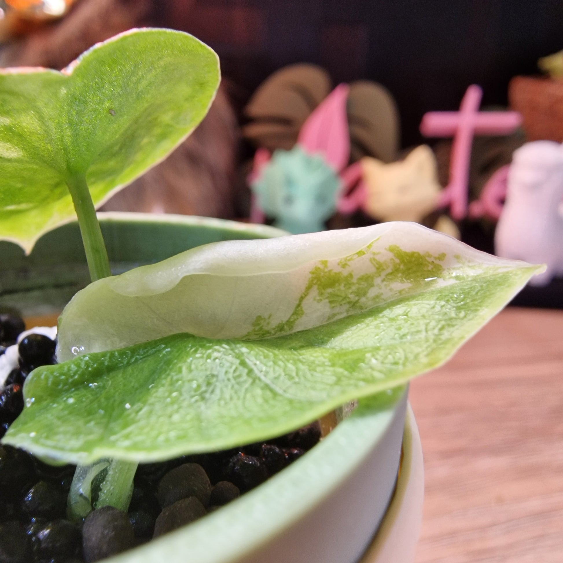 Alocasia Melo albo