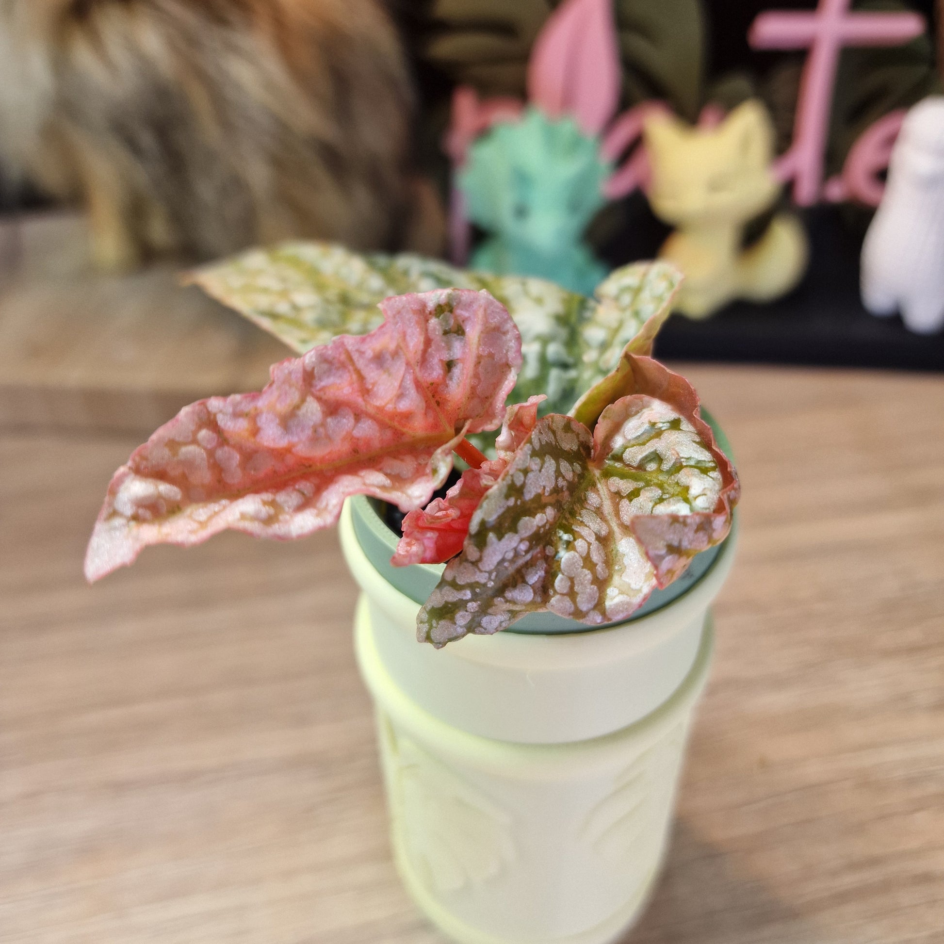 Begonia Snow Capped variegated