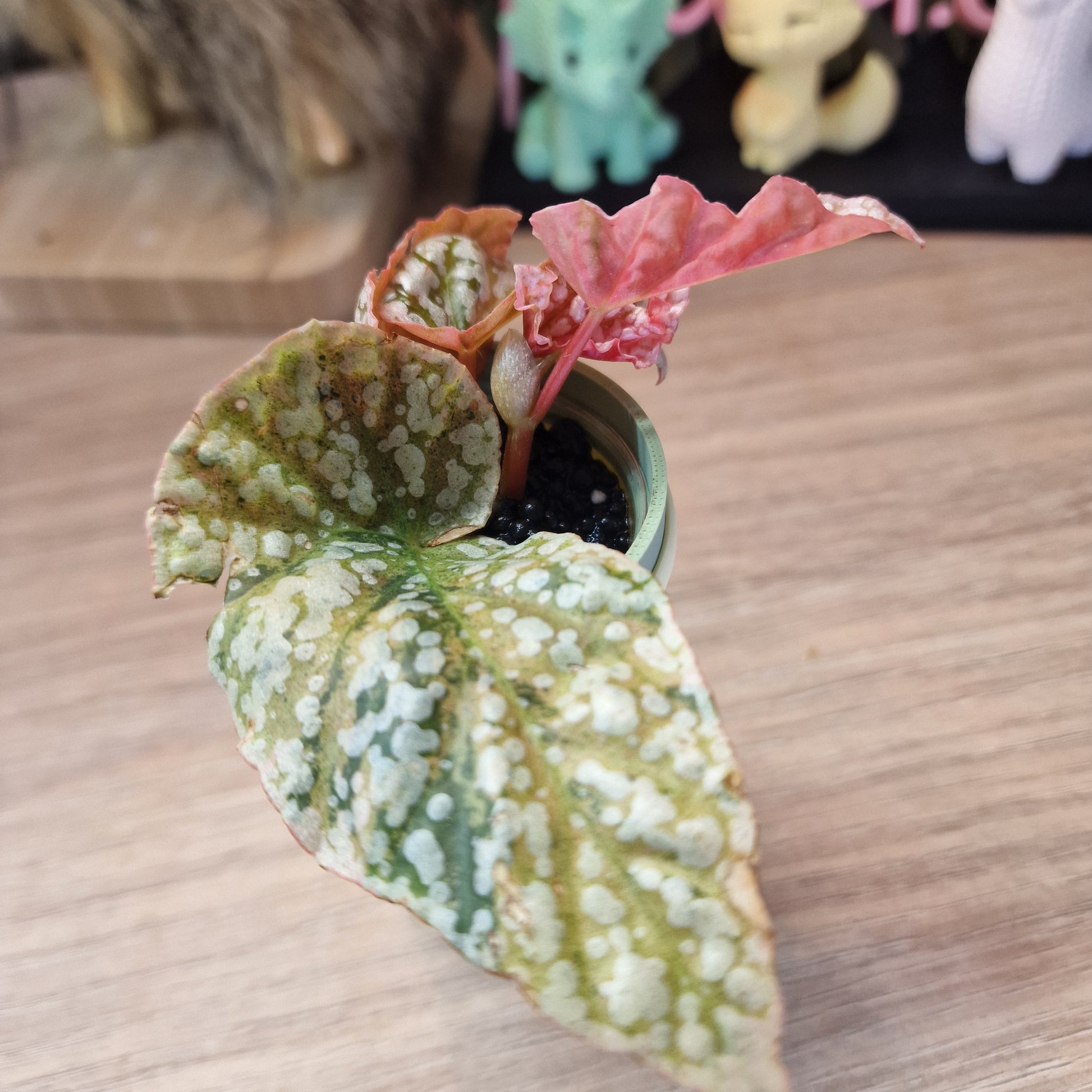 Begonia Snow Capped variegated