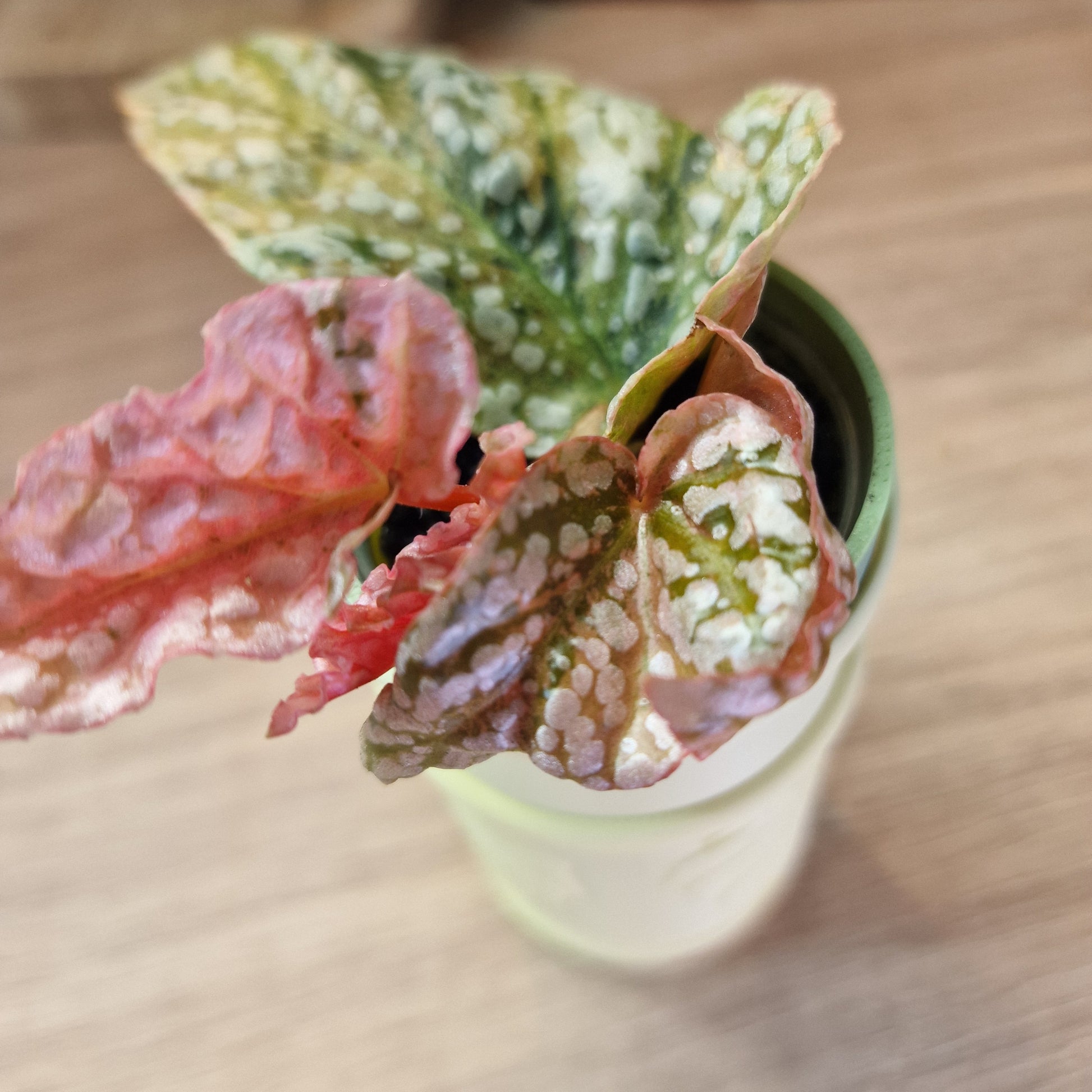 Begonia Snow Capped variegated