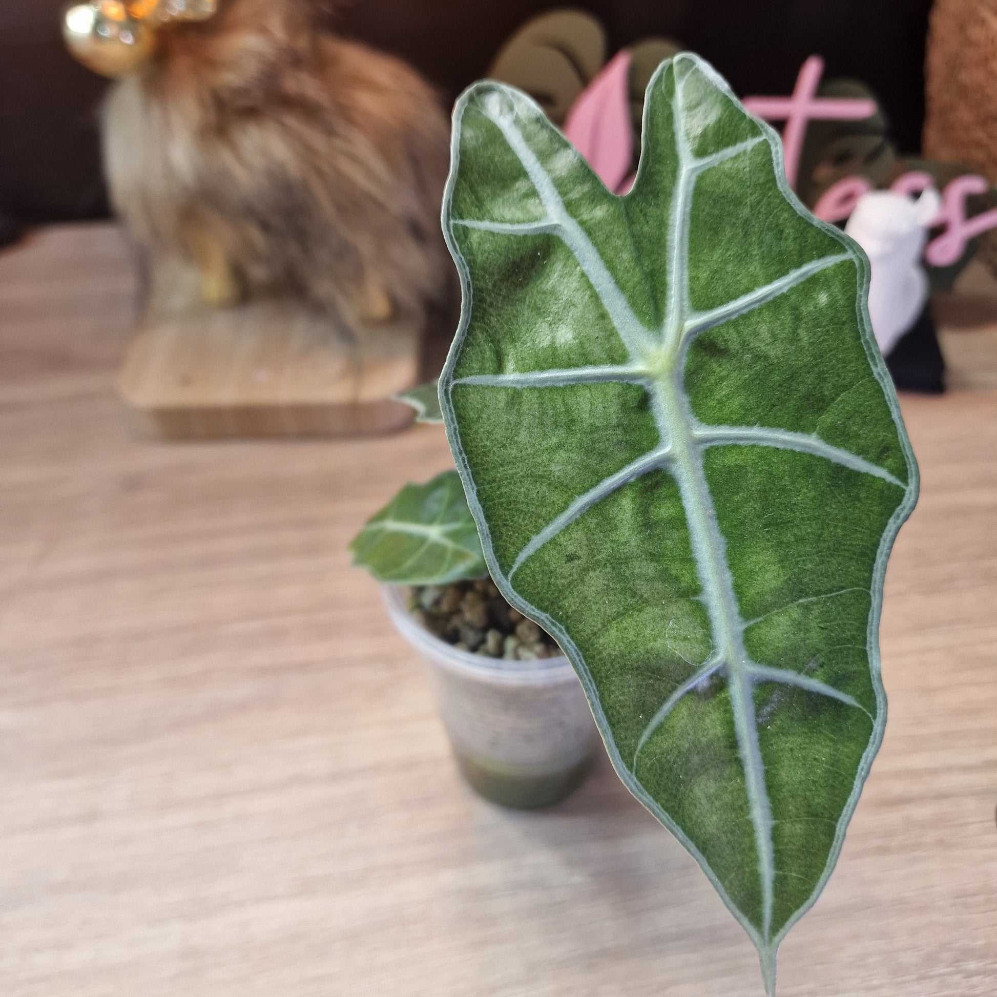 Alocasia Polly Pink Mint