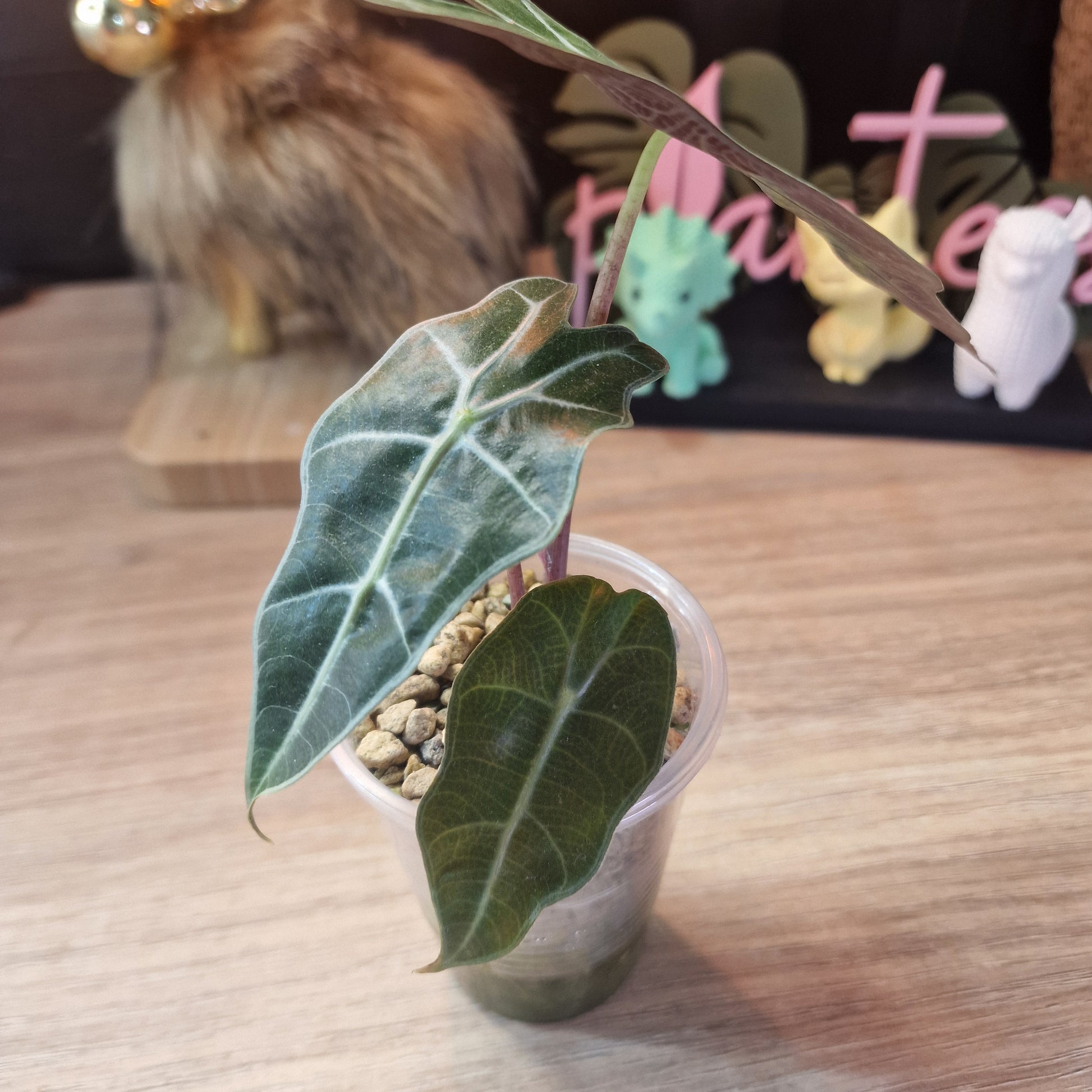 Alocasia Polly Pink Mint