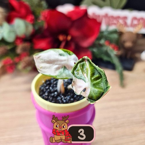 Alocasia Heart Balloon Pink