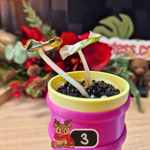 Alocasia Heart Balloon Pink