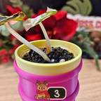 Alocasia Heart Balloon Pink