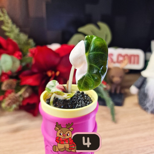 Alocasia Heart Balloon Pink