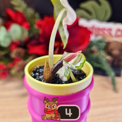 Alocasia Heart Balloon Pink