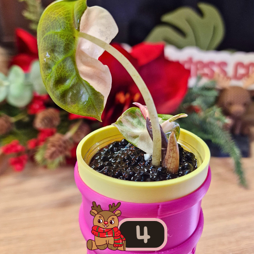 Alocasia Heart Balloon Pink