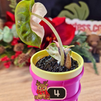 Alocasia Heart Balloon Pink