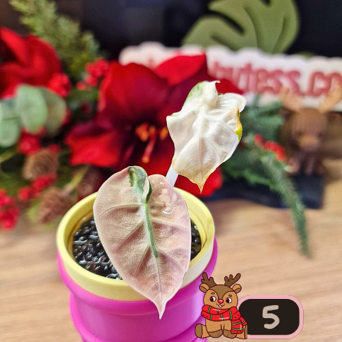 Alocasia Heart Balloon Pink