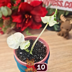 Alocasia Black Velvet pink