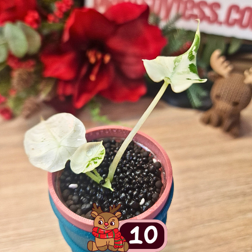 Alocasia Black Velvet pink