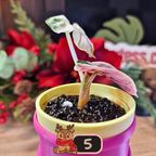 Alocasia Heart Balloon Pink