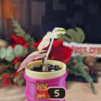 Alocasia Heart Balloon Pink