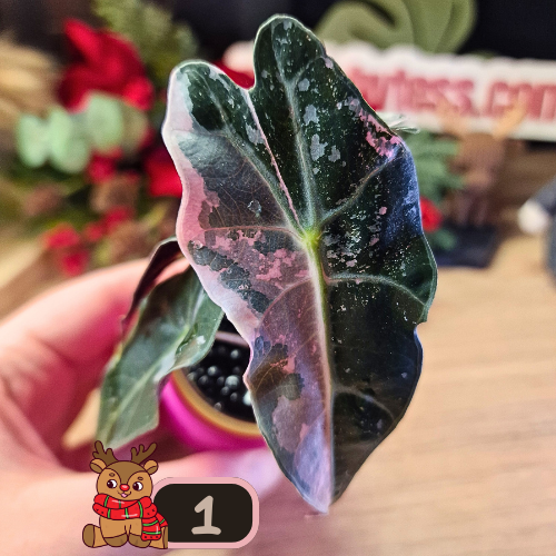 Alocasia Polly Pink Snowflake