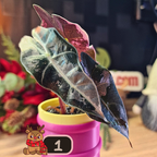 Alocasia Polly Pink Snowflake
