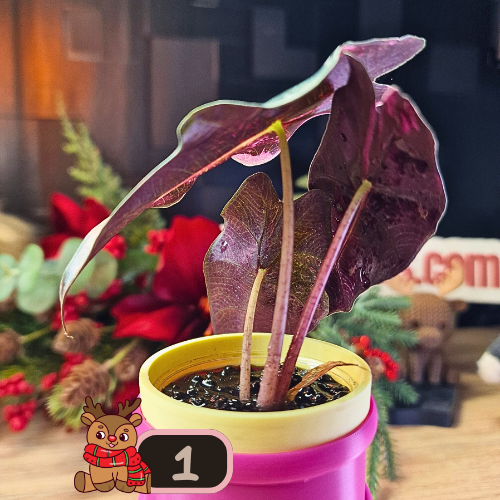 Alocasia Polly Pink Snowflake