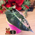 Alocasia Polly Pink Snowflake