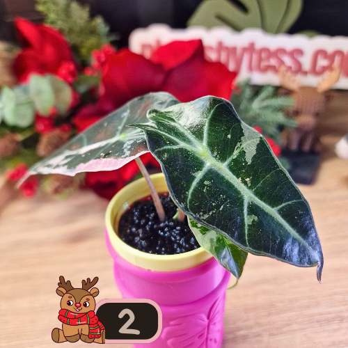 Alocasia Polly Pink Snowflake