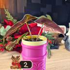 Alocasia Polly Pink Snowflake