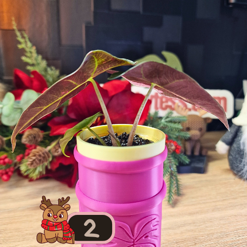 Alocasia Polly Pink Snowflake