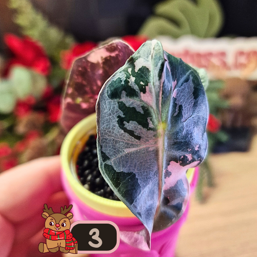 Alocasia Polly Pink Snowflake