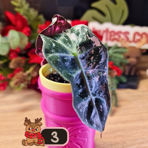 Alocasia Polly Pink Snowflake