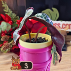 Alocasia Polly Pink Snowflake