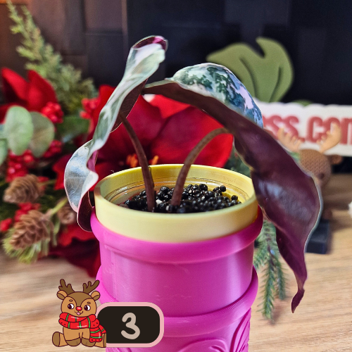 Alocasia Polly Pink Snowflake