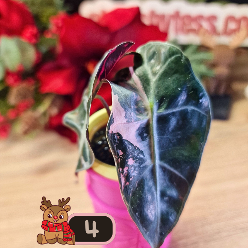 Alocasia Polly Pink Snowflake