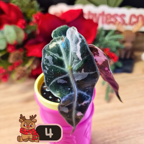 Alocasia Polly Pink Snowflake