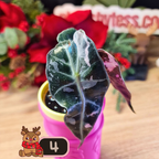 Alocasia Polly Pink Snowflake