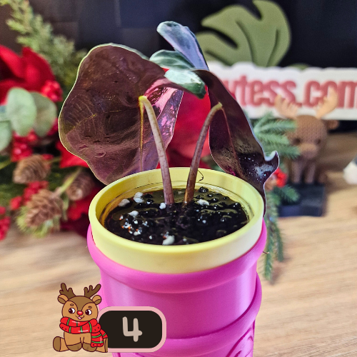 Alocasia Polly Pink Snowflake