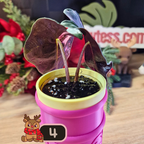 Alocasia Polly Pink Snowflake