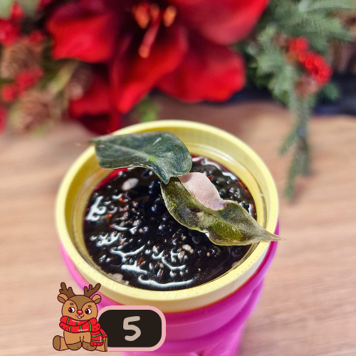 Alocasia Polly Pink Snowflake