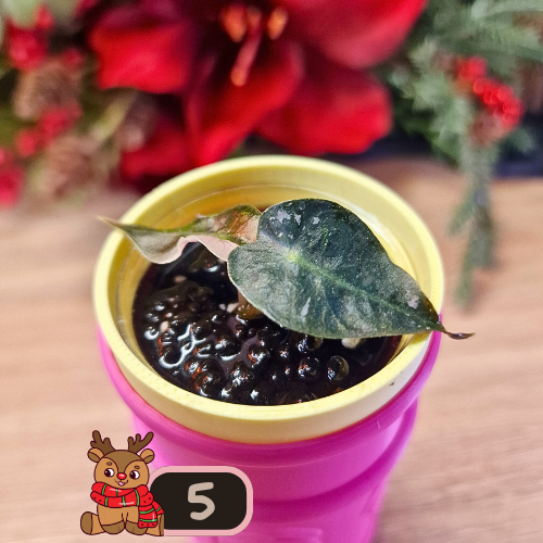 Alocasia Polly Pink Snowflake