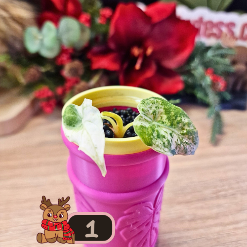 Alocasia Watsoniana albo/pink