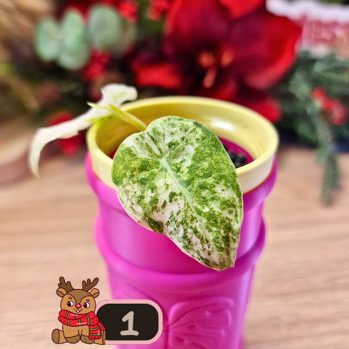 Alocasia Watsoniana albo/pink