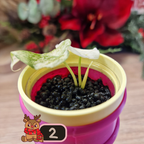 Alocasia Watsoniana albo/pink