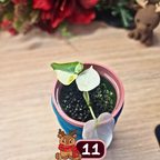 Alocasia Black Velvet pink