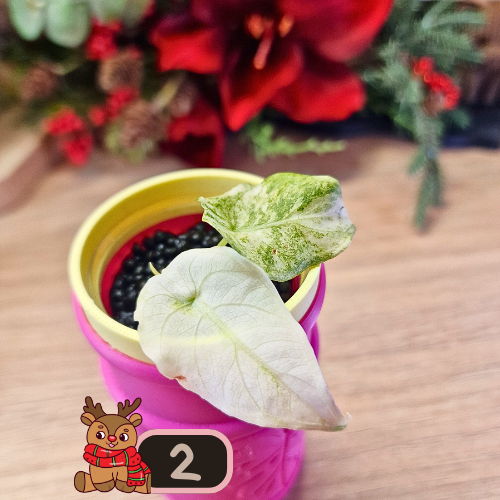 Alocasia Watsoniana albo/pink