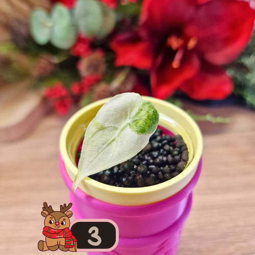 Alocasia Watsoniana albo/pink