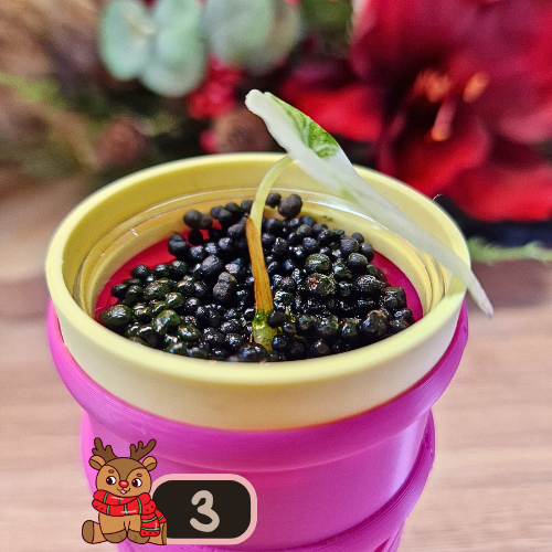 Alocasia Watsoniana albo/pink