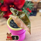 Alocasia Sanderiana Pseudo Pink