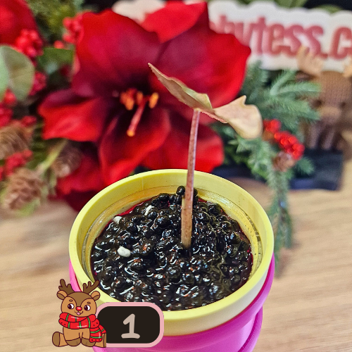 Alocasia Sanderiana Pseudo Pink