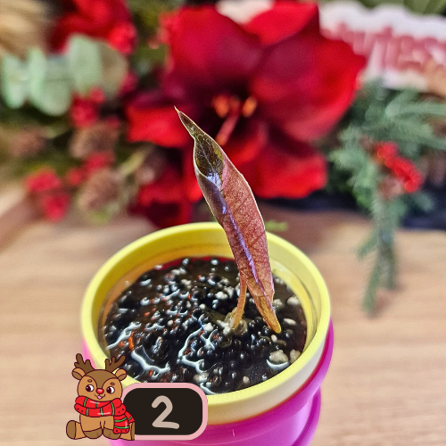 Alocasia Sanderiana Pseudo Pink