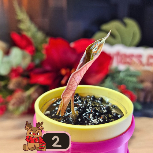 Alocasia Sanderiana Pseudo Pink