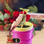 Alocasia Cuprea Pink Marble