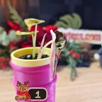 Alocasia Cuprea Pink Marble